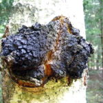 Inonotus obliquus – Chaga Mushroom