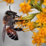 Bee Deaths Affect Our Crops