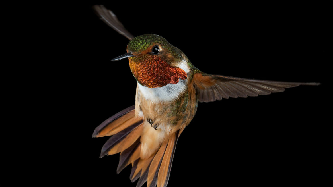 Hummingbird-Main humming bird