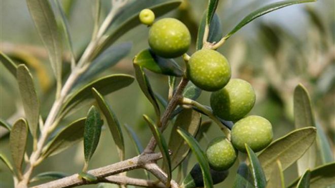 Georgia Olives, Olive Oil