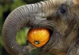 elephand eating