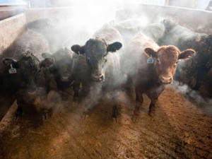 cattle-feedlot-spray