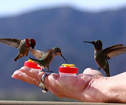 Hummingbirds.  Have them eating from your hand.
